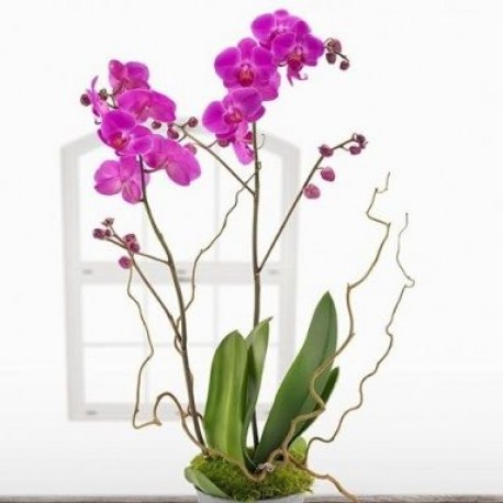 Phalaenopsis Orchid Plant